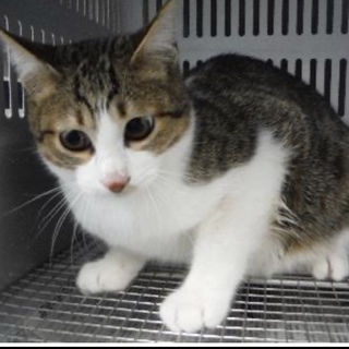 団体様より引出し。成猫♂291