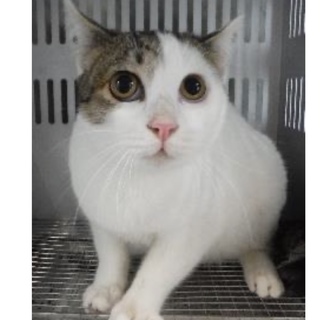 団体様より引出し。成猫♂292