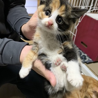 みみちゃんと姉妹ののぞみちゃん。