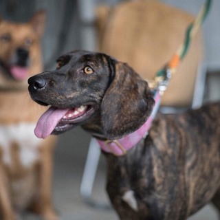 大きなお耳がチャームポイントの可愛いカリン♡