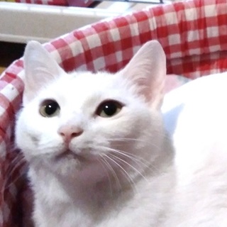 おなかモフモフ☆サラちゃん8か月