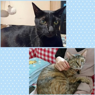 仲良し２匹☆性格花丸