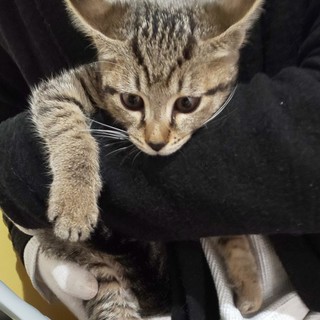 人懐こいチビ猫(トライアル中)