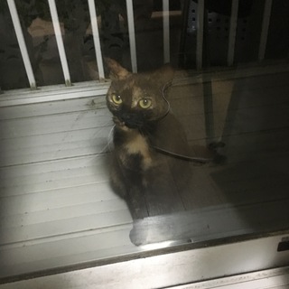 人懐っこいサビ猫です。
