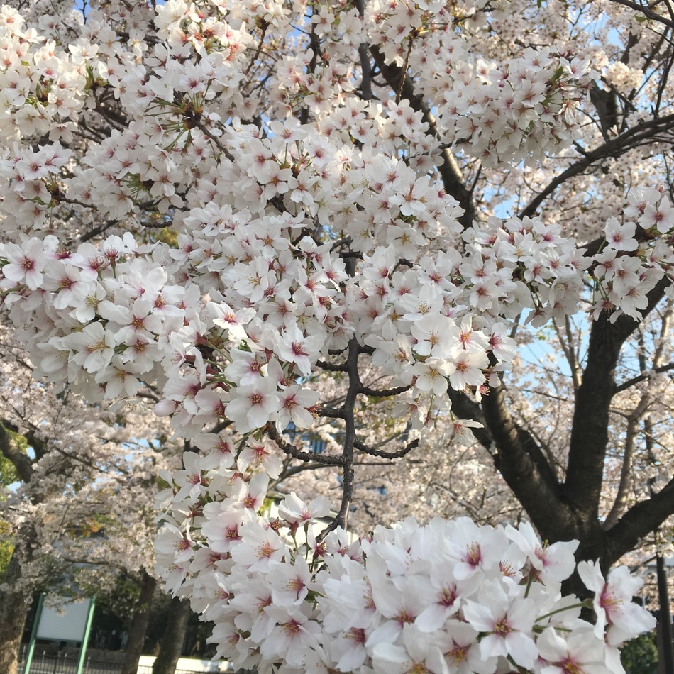まやのカバー写真
