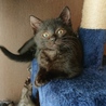 額に十字架もようの聖仔猫【所沢】 サムネイル7