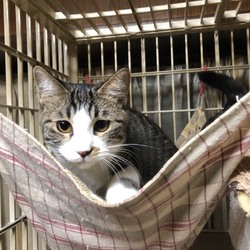 三重県桑名市１２月８日(日)第１０１回リトルパウエイド猫の譲渡会