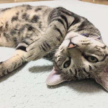 あたたかいにゃー★