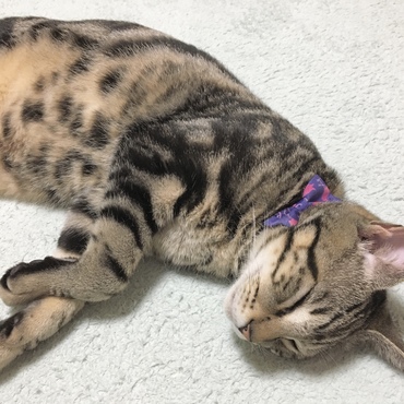 かわいい寝顔☆