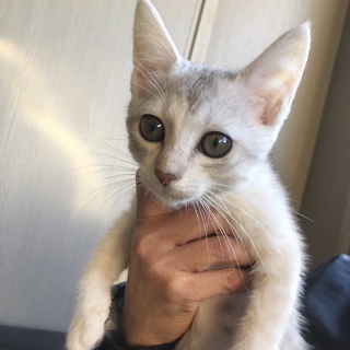 12/1千葉譲渡会☆お転婆女子「ぱーちゃん」