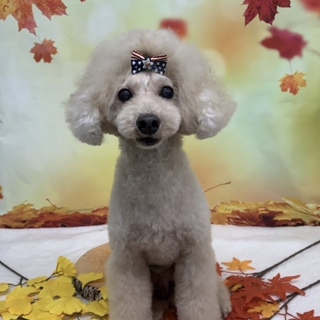 トイプードル男の子