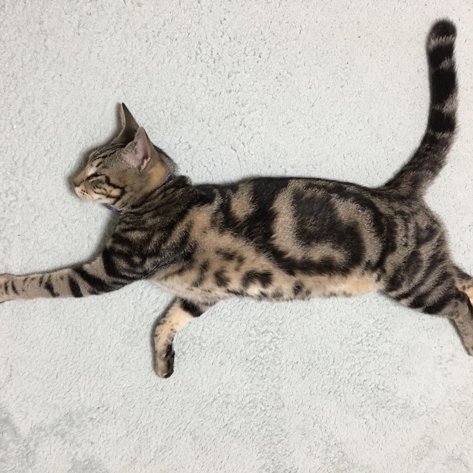 海(かい)のカバー写真
