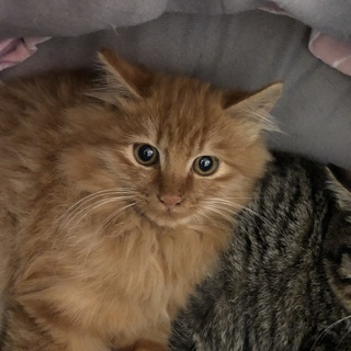 長毛茶トラと半長毛キジトラです♪