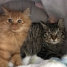 長毛茶トラと半長毛キジトラです♪ サムネイル3