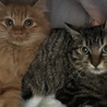 長毛茶トラと半長毛キジトラです♪ サムネイル4