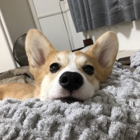 テト
