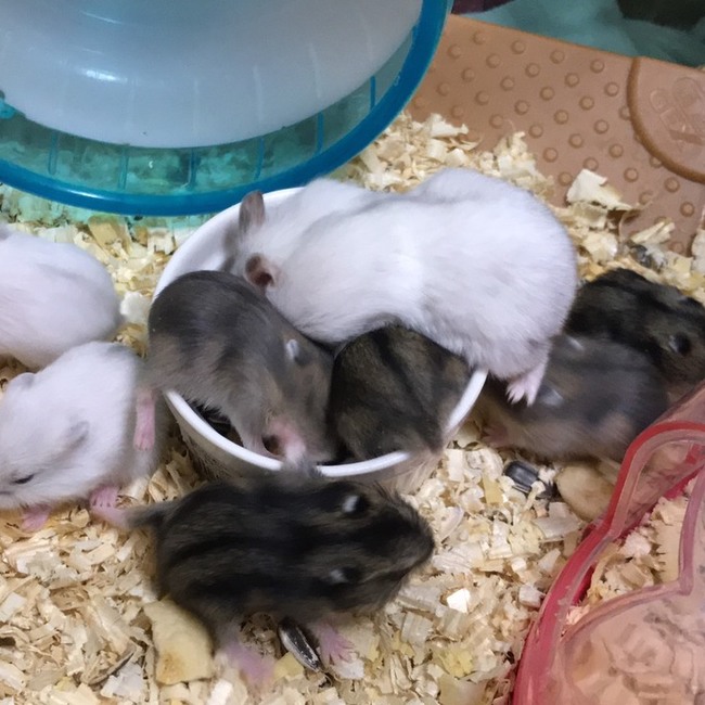 あねもんのカバー写真