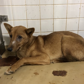 命の期限が迫っています。家族に迎えて下さい。