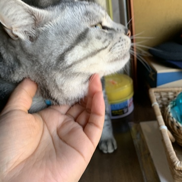 仕事に行こうとする時に玄関までついてきてくれたとらちゃん