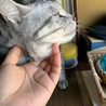 仕事に行こうとする時に玄関までついてきてくれたとらちゃん