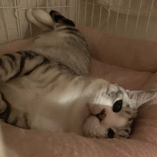 イケメン　甘えん坊