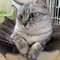 はな