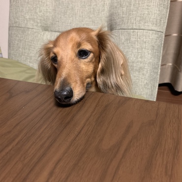 視線の先に、肉。