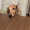 視線の先に、肉。