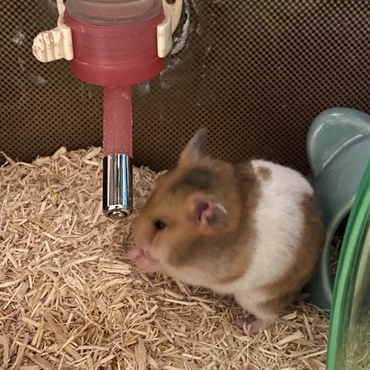 おうちに来てから1週間。ようやく手元のエサを食べてくれるようになりました