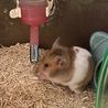 おうちに来てから1週間。ようやく手元のエサを食べてくれるようになりました