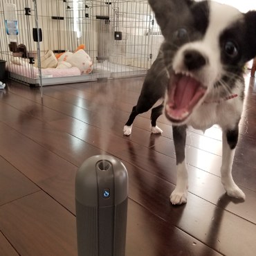 加湿器の水蒸気を食べるわん