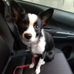 初めてシャンプーしてきたわん