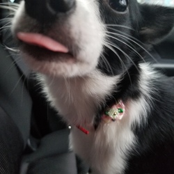 「初めてシャンプーしてきたわん」サムネイル2