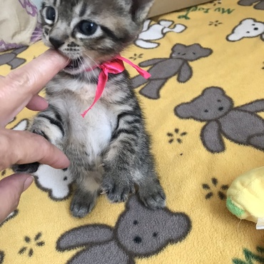 歯が生え離乳食も順調！