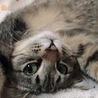 るる