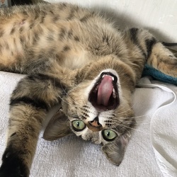 わしゃわしゃさせて！