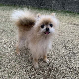 ポメラニアンのきち君