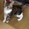 まだ慣れないかな？ゲージの外の世界に…