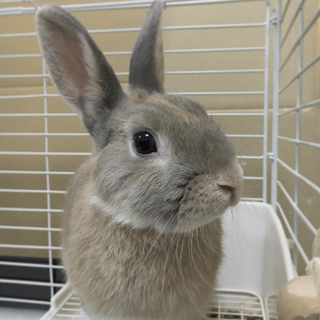 ネザーランドドワーフ♂1歳ナデナデ大好きな子です