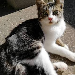 アニメにでてきそうな子猫です!!