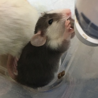 【2019/10/17生】ファンシーラットの子供