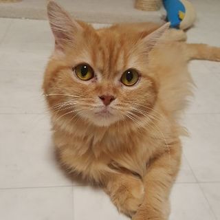 エリザベスちゃん２歳★甘えん坊