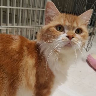 シャーロットちゃん ２歳 三重県 猫の里親募集 ペットのおうち 月間利用者150万人