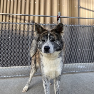 かわいい秋田犬の女の子