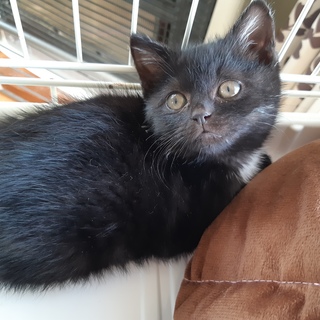 【ララ】推定2019年10月初旬産まれ・オス