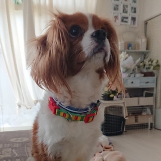 募集を中止させていただきます。