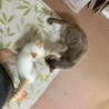 ぐれ子とだったら鼻チュー挨拶ok