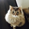 トドくん