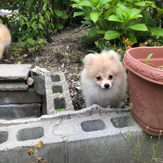 ポメラニアン 人懐っこい子です！