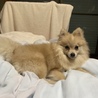 ポメラニアン 人懐っこい子です！ サムネイル2